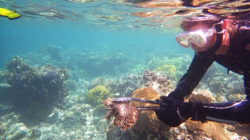 COTs removal around Caqalai Fiji