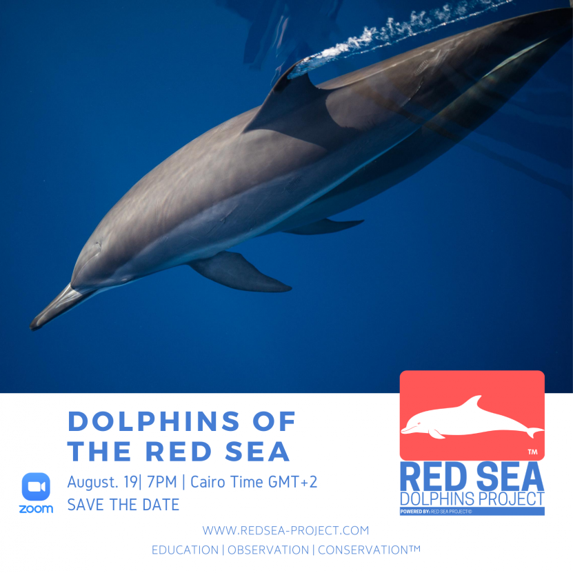 Dolphins of the Red Sea