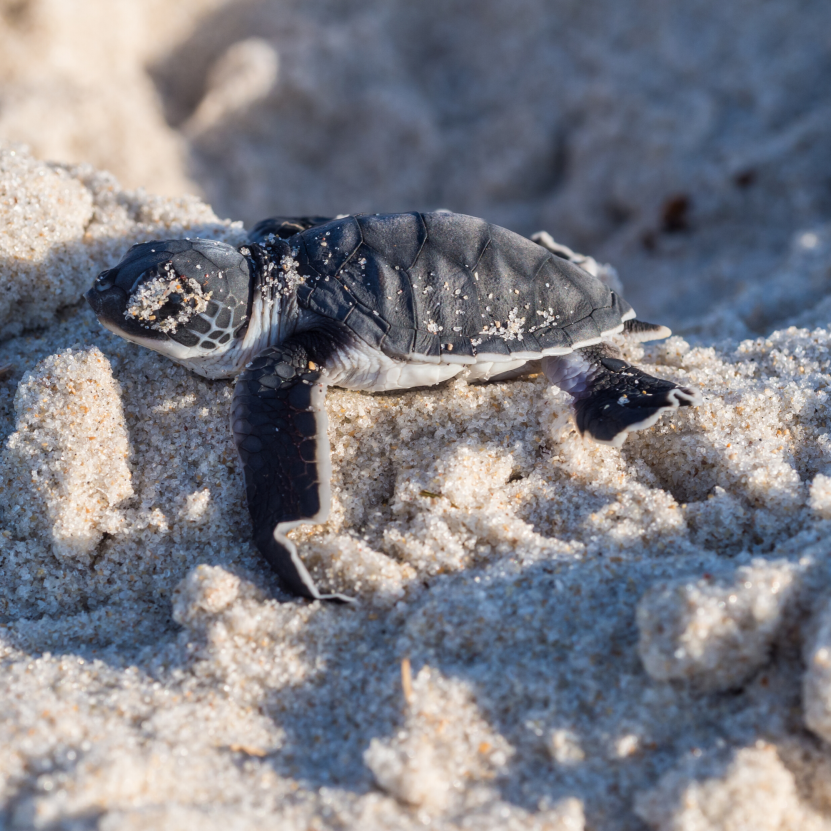 Code of Conduct and Best Practices in Turtle Nesting Areas 