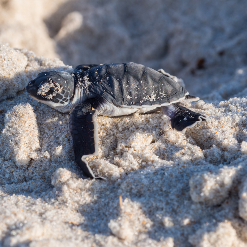Code of Conduct and Best Practices in Turtle Nesting Areas | PADI AWARE