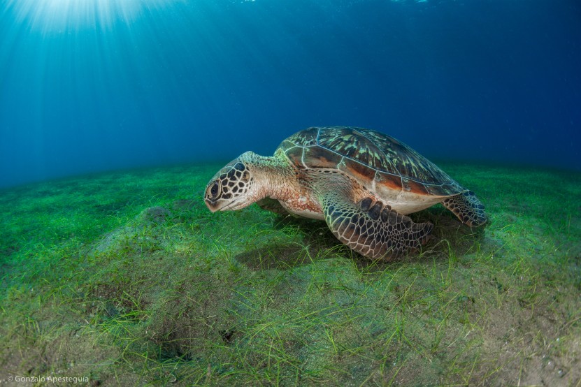 A turtle in a plastic free seagrass meadow