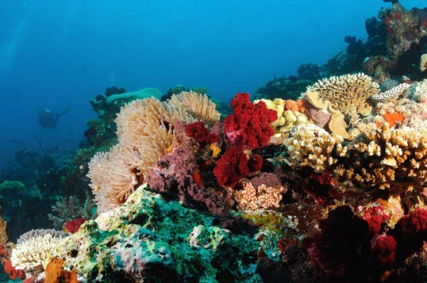 Coral reef in Matava, Fiji