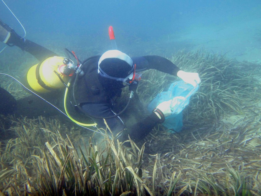 Cleaning from plastic the Posidonia meadows of Roquetas de Mar