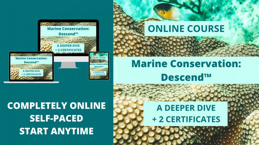 Marine Conservation: Descend