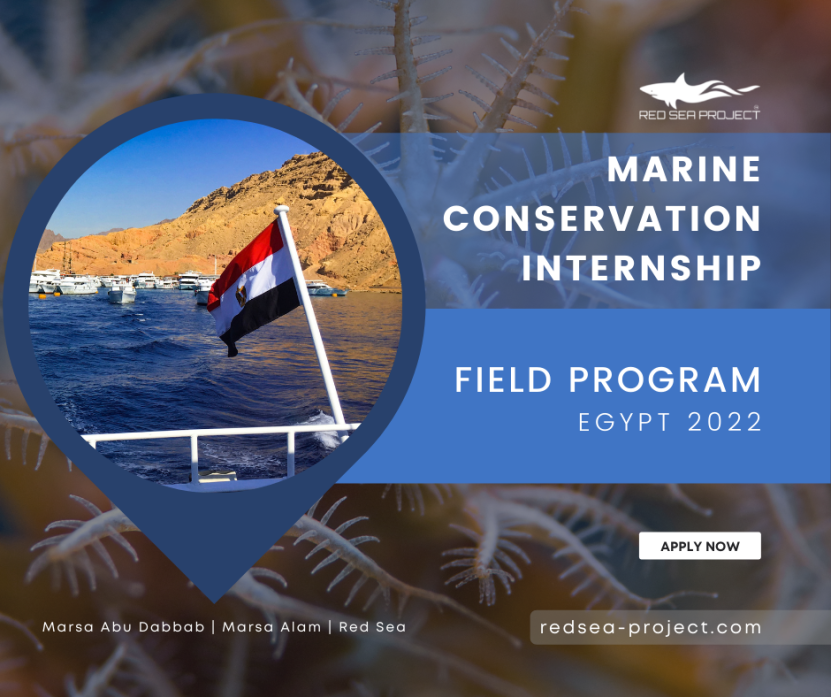 Marine Conservation Internship | Red Sea - Egypt | Field Program