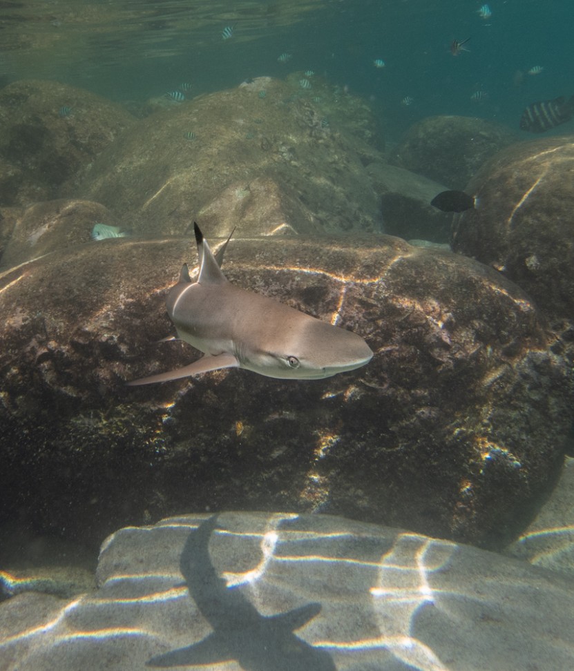 KOH TAO, REEF SHARK