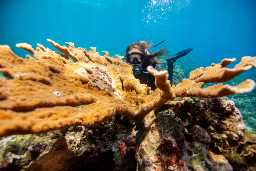 Diver looking over elkhorn coral.