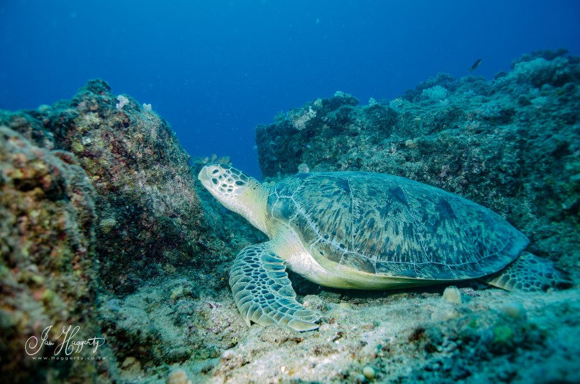 Chelonia Mydas on Turtle Rock