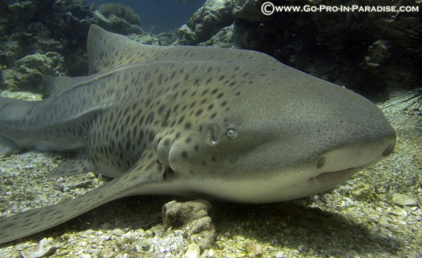 Shark PADI Specialty Instructor Phuket