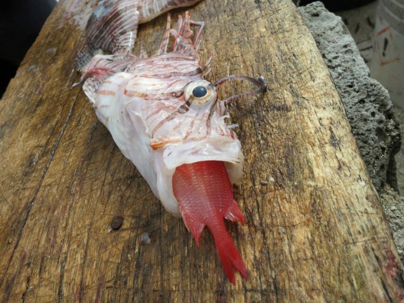 lionfish eating