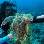 Entangled Turtle