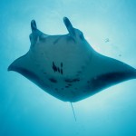 Manta Ray