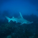 Great Hammerhead from Lionfish Hunt