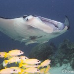 Manta Palau