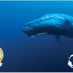 Limited Edition - PADI 50 years - Project AWARE card