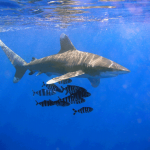 Oceanic Whitetip Sharks