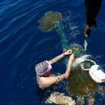 freeing three Olive Ridley Turtles