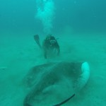 Sting Rays encounter