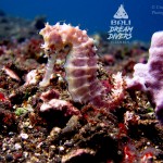 Worth the effort to 'Dive Against Debris' for the gentle Hippocampus barbouri - spotted the day after our event, when our volunteers experienced an exploratory dive at a neighbouring 'macro heaven' reef in Tulamben! 