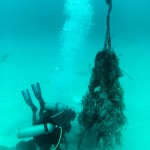 Voluntarios en Acción