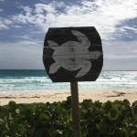 Sea Turtle Nesting Beaches