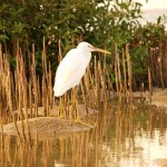 PLEAS SAVE OUR MANGROVE STANDS Photo by/ Ahmed F.Gad - Copyright © 2011