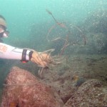 Scuba Diver collecting underwater debris