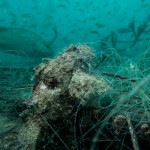 scorpion fish trapped