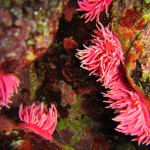 Nudibranch aggregation