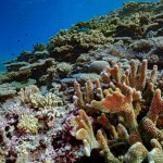 Coral Reef