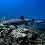 White Tip Reef Shark