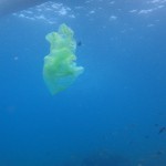 Plastic bag floating around a fish sanctuary in Lapu-Lapu