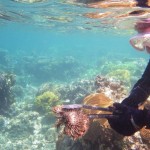 COTs removal around Caqalai Fiji