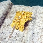 Elkhorn Coral transplant in Grenada