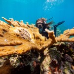 Diver looking over elkhorn coral.