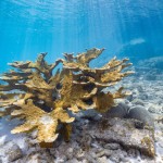 Elkhorn Coral Bonaire