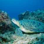 Chelonia Mydas on Turtle Rock