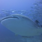 Whale Shark at Richelieu Rock